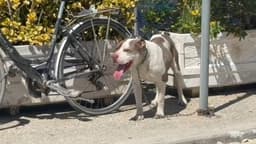 E rëndë në Vlorë, pitbulli kafshon në kokë 4-vjeçaren! E shpëtoi një punonjës rruge: Qeni e mbërtheu vajzën, e kapa dhe lidha me zinxhir